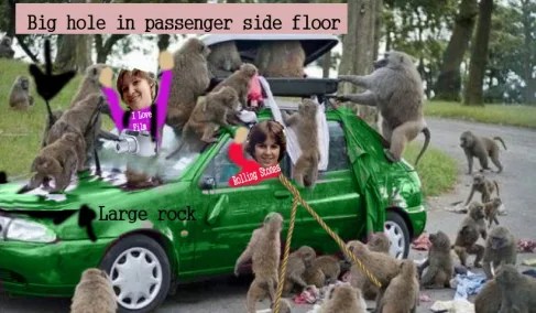 No monkeys were harmed in this event or the staging of this image.